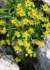 Einzelbild 6 Bach-Steinbrech - Saxifraga aizoides