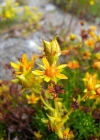 Einzelbild 7 Bach-Steinbrech - Saxifraga aizoides