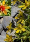 Einzelbild 8 Bach-Steinbrech - Saxifraga aizoides
