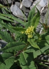 Einzelbild 3 Fuchs' Greiskraut - Senecio ovatus