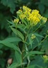 Einzelbild 1 Fuchs' Greiskraut - Senecio ovatus