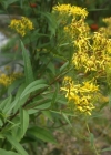 Einzelbild 5 Fuchs' Greiskraut - Senecio ovatus