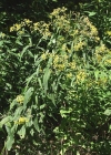 Einzelbild 6 Fuchs' Greiskraut - Senecio ovatus