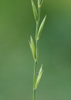 Einzelbild 1 Kriechende Quecke - Elymus repens
