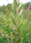 Einzelbild 3 Kriechende Quecke - Elymus repens