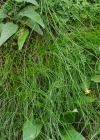 Einzelbild 5 Draht-Schmiele - Avenella flexuosa