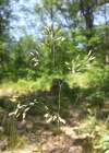 Einzelbild 7 Draht-Schmiele - Avenella flexuosa