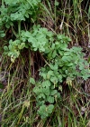 Einzelbild 7 Berg-Kronwicke - Coronilla coronata