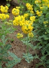 Einzelbild 8 Berg-Kronwicke - Coronilla coronata