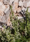 Einzelbild 6 Glänzendes Labkraut - Galium lucidum