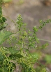 Einzelbild 7 Glänzendes Labkraut - Galium lucidum
