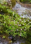 Einzelbild 8 Sternblütiger Steinbrech - Saxifraga stellaris