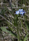 Einzelbild 4 Wald-Vergissmeinnicht - Myosotis sylvatica