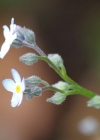 Einzelbild 5 Wald-Vergissmeinnicht - Myosotis sylvatica