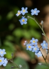 Einzelbild 6 Wald-Vergissmeinnicht - Myosotis sylvatica