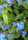 Einzelbild 7 Wald-Vergissmeinnicht - Myosotis sylvatica