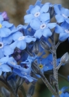 Einzelbild 5 Alpen-Vergissmeinnicht - Myosotis alpestris