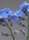 Einzelbild 6 Alpen-Vergissmeinnicht - Myosotis alpestris