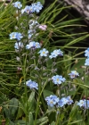 Einzelbild 7 Alpen-Vergissmeinnicht - Myosotis alpestris