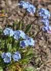 Einzelbild 8 Alpen-Vergissmeinnicht - Myosotis alpestris
