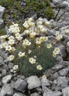 Einzelbild 7 Blaugrüner Steinbrech - Saxifraga caesia
