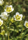 Einzelbild 7 Rauer Steinbrech - Saxifraga aspera