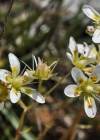 Einzelbild 8 Rauer Steinbrech - Saxifraga aspera