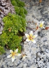 Einzelbild 7 Moosartiger Steinbrech - Saxifraga bryoides