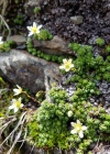 Einzelbild 8 Moosartiger Steinbrech - Saxifraga bryoides
