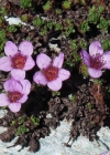 Einzelbild 4 Gegenblättriger Steinbrech - Saxifraga oppositifolia
