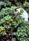 Einzelbild 6 Gegenblättriger Steinbrech - Saxifraga oppositifolia