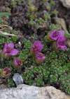 Einzelbild 7 Gegenblättriger Steinbrech - Saxifraga oppositifolia