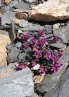 Einzelbild 6 Zweiblütiger Steinbrech - Saxifraga biflora