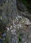 Einzelbild 5 Strauss-Steinbrech - Saxifraga cotyledon
