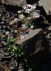Einzelbild 6 Strauss-Steinbrech - Saxifraga cotyledon