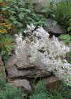 Einzelbild 7 Strauss-Steinbrech - Saxifraga cotyledon