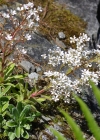 Einzelbild 8 Strauss-Steinbrech - Saxifraga cotyledon