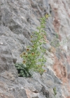 Einzelbild 5 Kies-Steinbrech - Saxifraga mutata