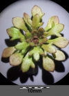 Einzelbild 5 Dreifingeriger Steinbrech - Saxifraga tridactylites