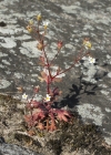 Einzelbild 7 Dreifingeriger Steinbrech - Saxifraga tridactylites