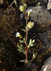 Einzelbild 8 Dreifingeriger Steinbrech - Saxifraga tridactylites