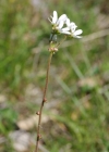 Einzelbild 4 Zwiebel-Steinbrech - Saxifraga bulbifera
