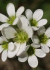 Einzelbild 5 Zwiebel-Steinbrech - Saxifraga bulbifera