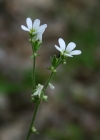 Einzelbild 7 Zwiebel-Steinbrech - Saxifraga bulbifera