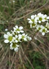 Einzelbild 8 Zwiebel-Steinbrech - Saxifraga bulbifera