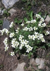 Einzelbild 5 Mannsschild-Steinbrech - Saxifraga androsacea