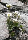 Einzelbild 8 Mannsschild-Steinbrech - Saxifraga androsacea
