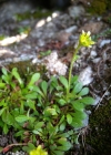 Einzelbild 5 Séguiers Steinbrech - Saxifraga seguieri
