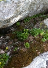 Einzelbild 6 Séguiers Steinbrech - Saxifraga seguieri