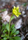 Einzelbild 7 Séguiers Steinbrech - Saxifraga seguieri